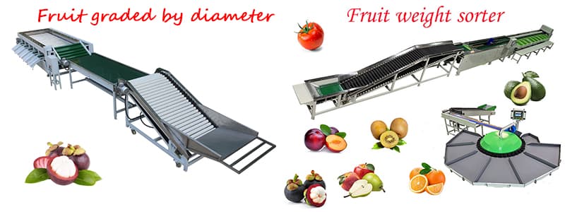 images/1653295091439Fruit graded by diameter.jpg